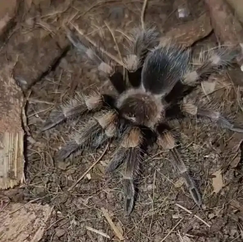 Нижнекамский эколого-биологический центр пополнился новыми экзотическими животными