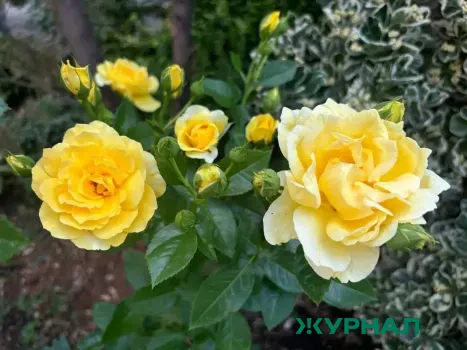 Открытие тепличного комплекса в Мамадыше: 40 тысяч роз в неделю