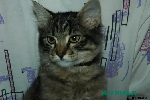 В Заинске водитель грузовика жестоко избил кота, попав на видео