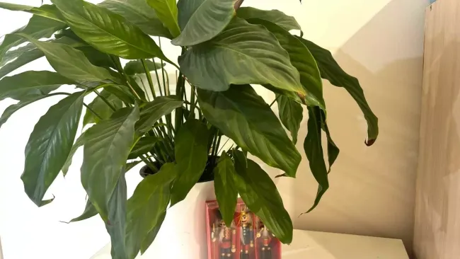 Подкормите спатифиллум мочевиной: секреты для пышной зелени зимой