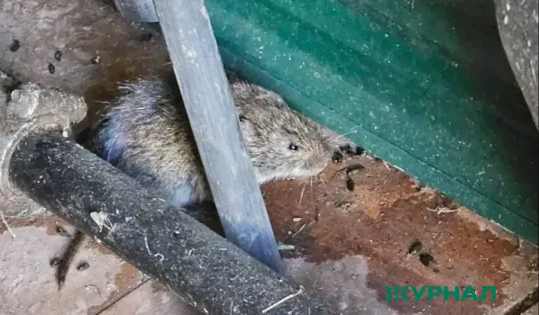 Увеличение численности грызунов в Татарстане может привести к всплеску ГЛПС