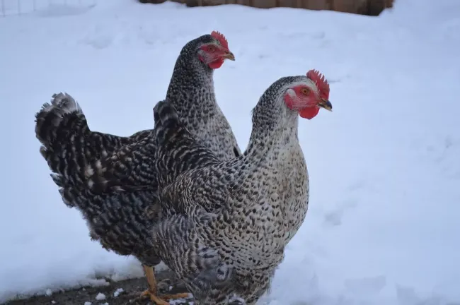 Как поддержать яичную продуктивность кур зимой с помощью рыбьего жира