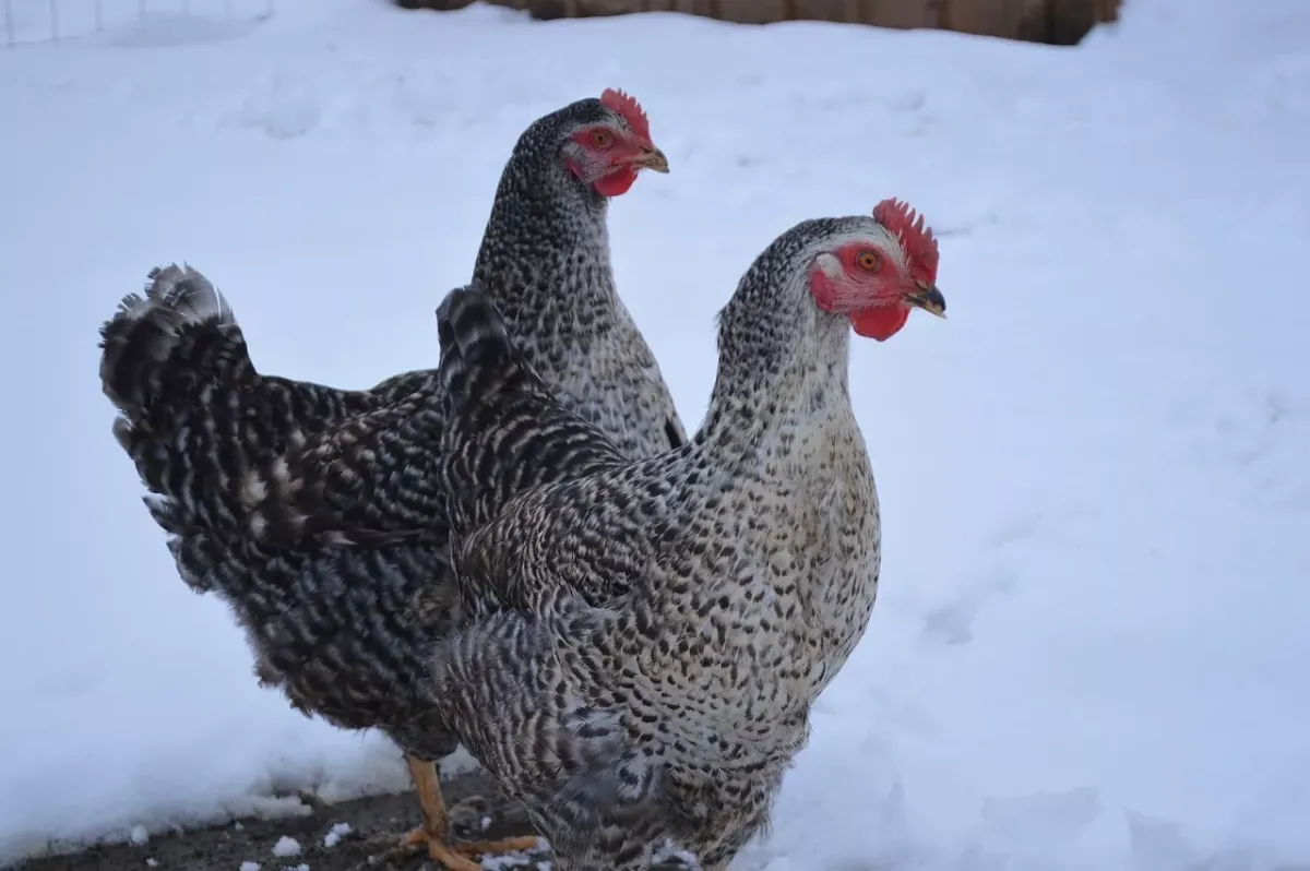 Как поддержать яичную продуктивность кур зимой с помощью рыбьего жира