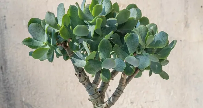 Где разместить толстянку для привлечения финансового благополучия в дом