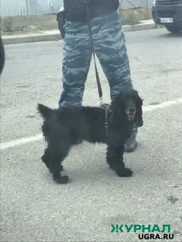 Бесплатные занятия для собак пройдут в Казани в марте