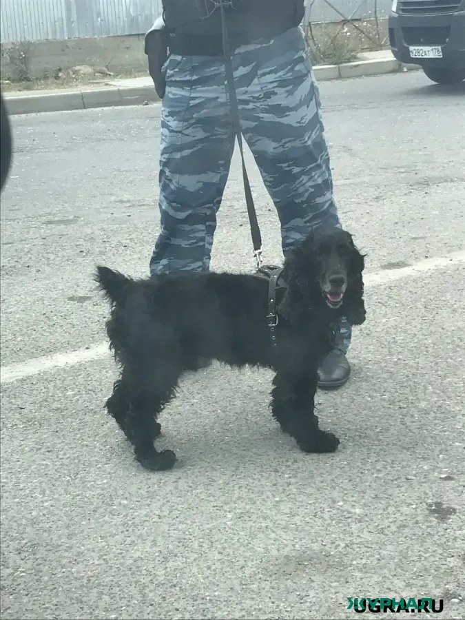 Бесплатные занятия для собак пройдут в Казани в марте