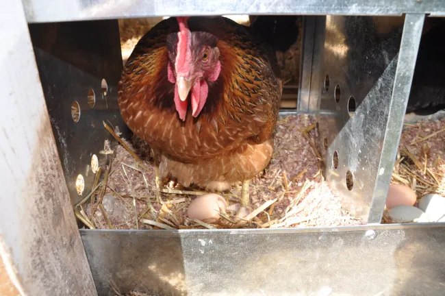 Как сделать зимнее кормление кур увлекательным и повысить их яйценоскость