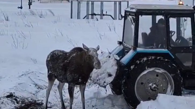 Лоси выходят к населённым пунктам Татарстана в поисках пищи