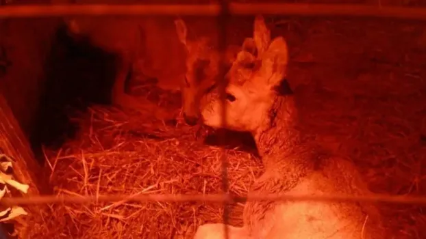 В Татарстане спасли двух косуль, провалившихся под лед