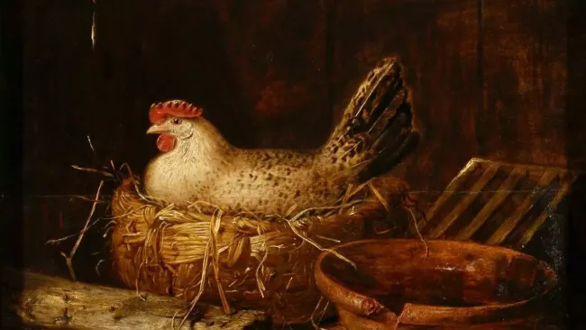 Питательная подкормка для кур: как обеспечить яйценоскость зимой