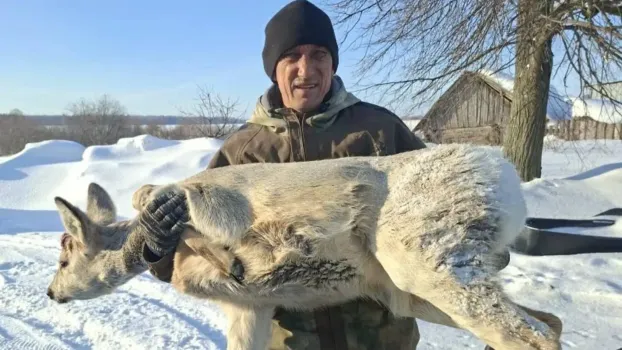 В Татарстане спасли косулю, сбитую автомобилем на трассе