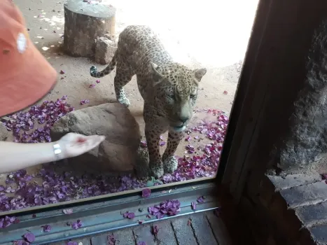 Экскурсия &laquo;Королева дикой природы&raquo; пройдет в Казанском зоопарке