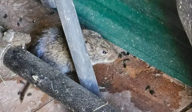 Как защитить растения и дом от мышей с помощью семян кинзы