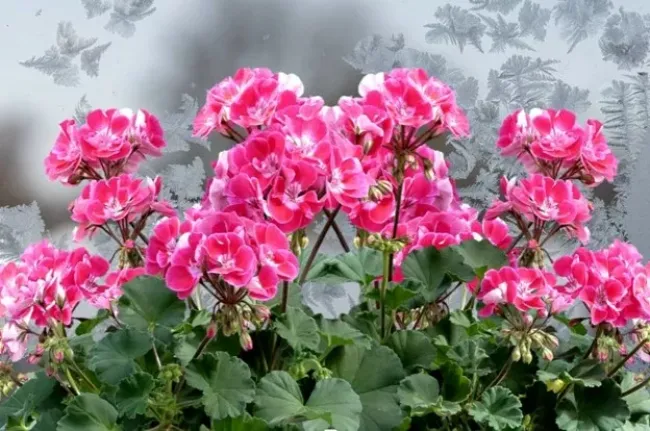 Подкормка для пеларгоний: как сделать листву яркой и стимулировать цветение зимой