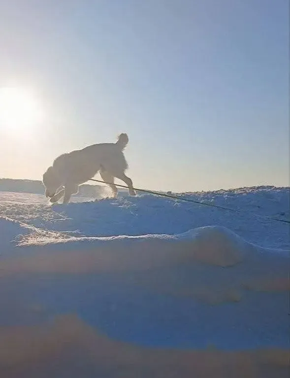 Минниханов прогулялся с алабаем и отметил холодную погоду в Татарстане