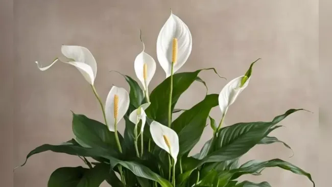 Подпитайте спатифиллум простым раствором из мумие и янтарной кислоты