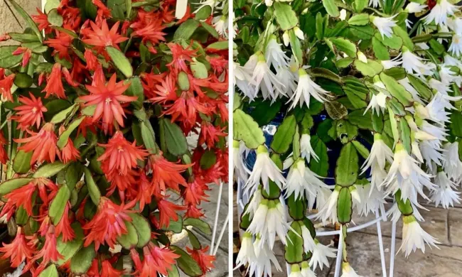 Как заставить декабрист цвести: простой способ с марганцовкой