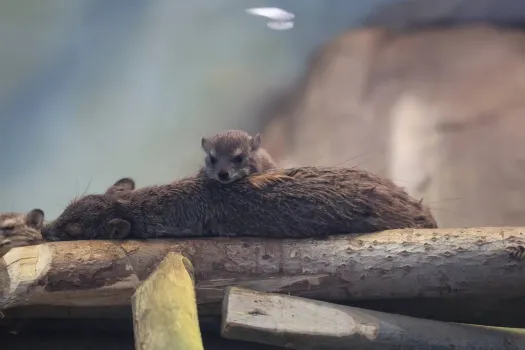 В Казанском зоопарке родились четыре детеныша даманов Брюса