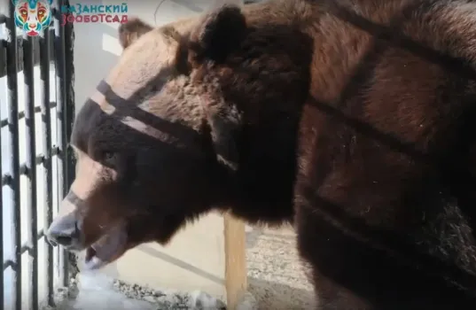 Бурый медведь Фома из Казанского зооботсада проснулся раньше срока