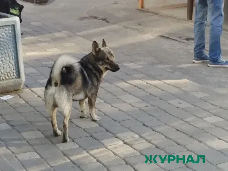 Казань признана одним из лучших городов России по работе с бездомными животными