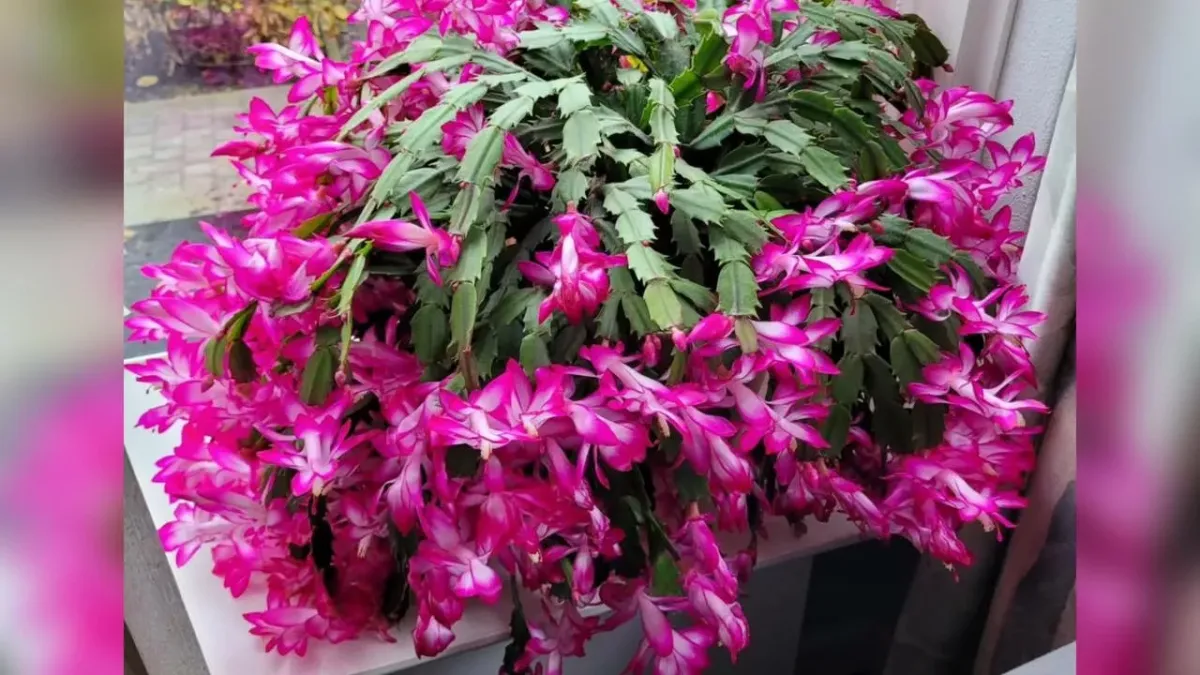 Цитрусовая подкормка для декабриста: как просто вернуть цветение вашему растению