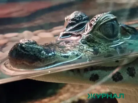 Казанский зоопарк меняет часы работы с понедельника