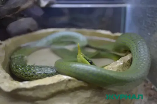 В Татарстане блогер запечатлел пробуждение гадюки после зимней спячки