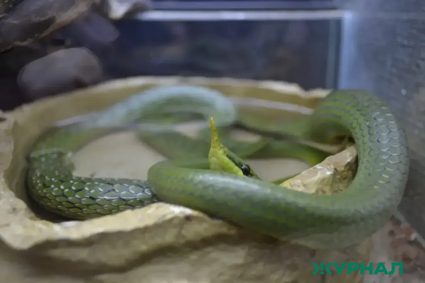 В Татарстане блогер запечатлел пробуждение гадюки после зимней спячки