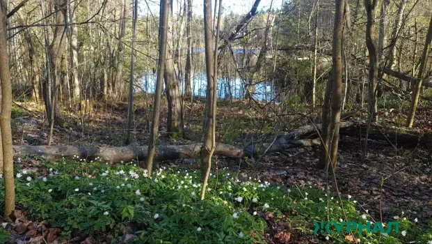 В Татарстане разработан план по защите лесов от пожаров в 2026 году