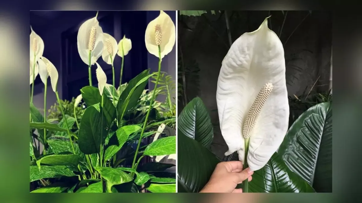 Обрезка спатифиллума: как вернуть растению пышность и крупные листья