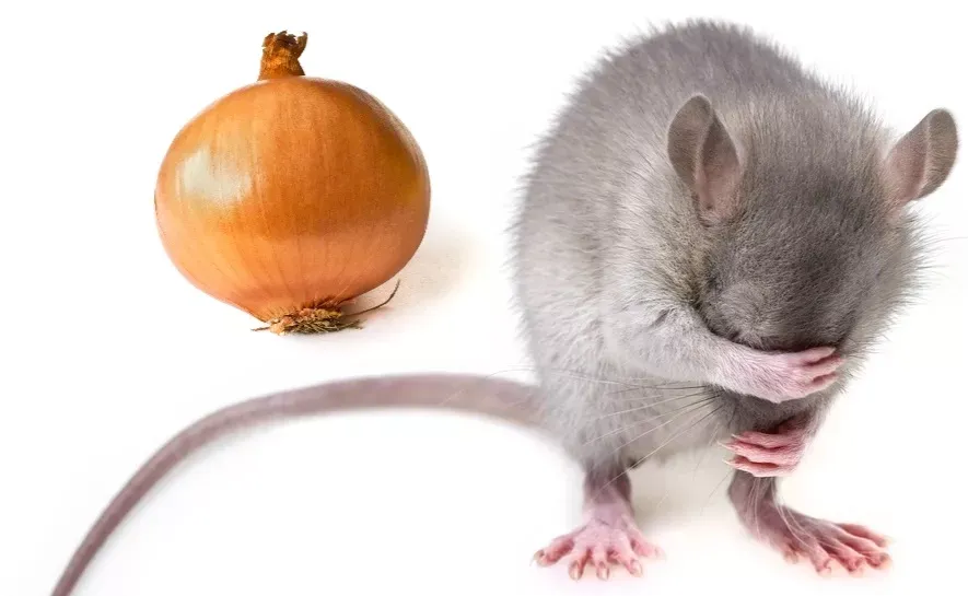 Отпугиваем мышей и крыс: простой рецепт средства из лука и чеснока