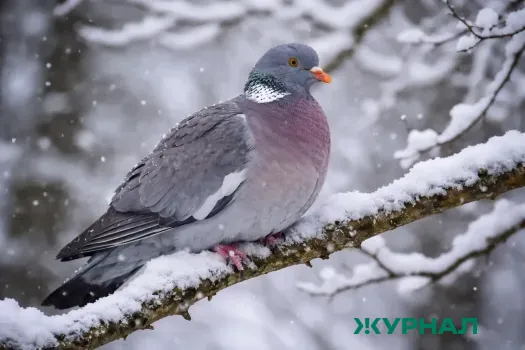 Штрафы за кормление голубей: юрист объясняет последствия для жителей Татарстана