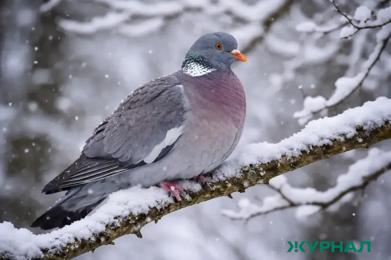 Штрафы за кормление голубей: юрист объясняет последствия для жителей Татарстана