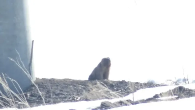 В Бугульминском районе Татарстана проснулись сурки-байбаки