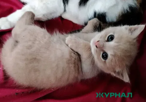 В Татарстане предложили ограничить количество домашних животных в квартирах