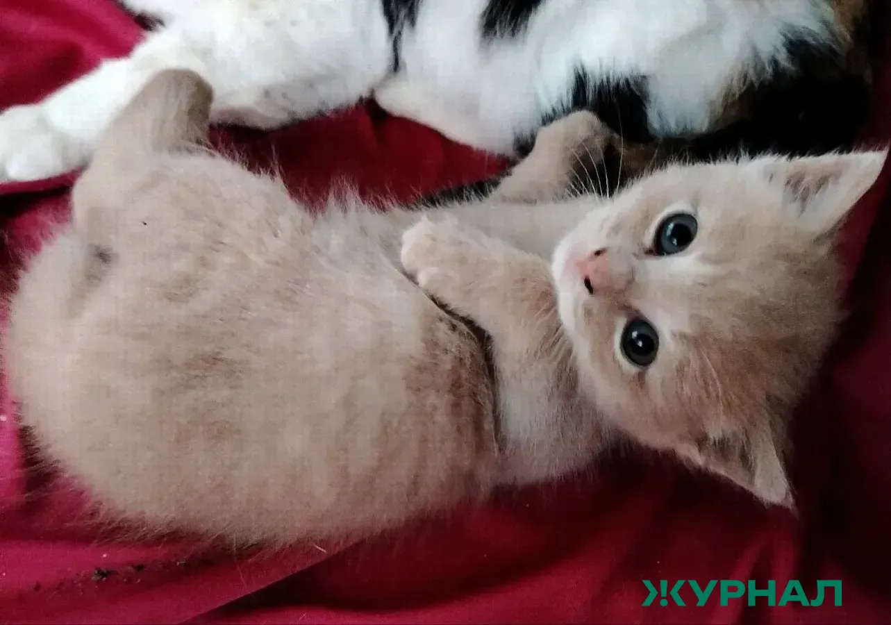 В Татарстане предложили ограничить количество домашних животных в квартирах