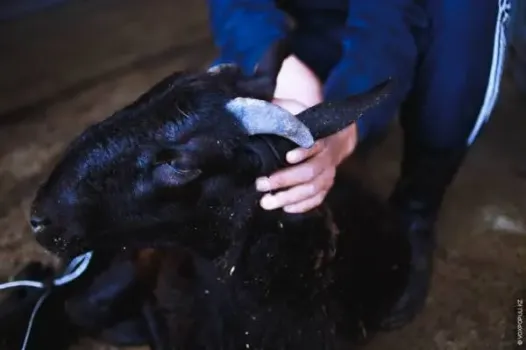 В Татарстане на Курбан-байрам откроют 61 площадку для убоя животных