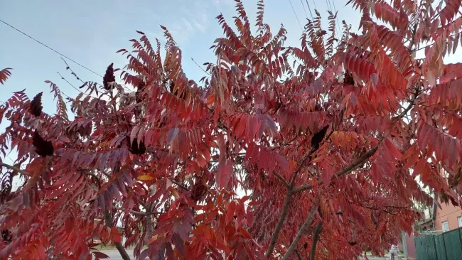 Сумах оленерогий: красота с подводными камнями для вашего сада