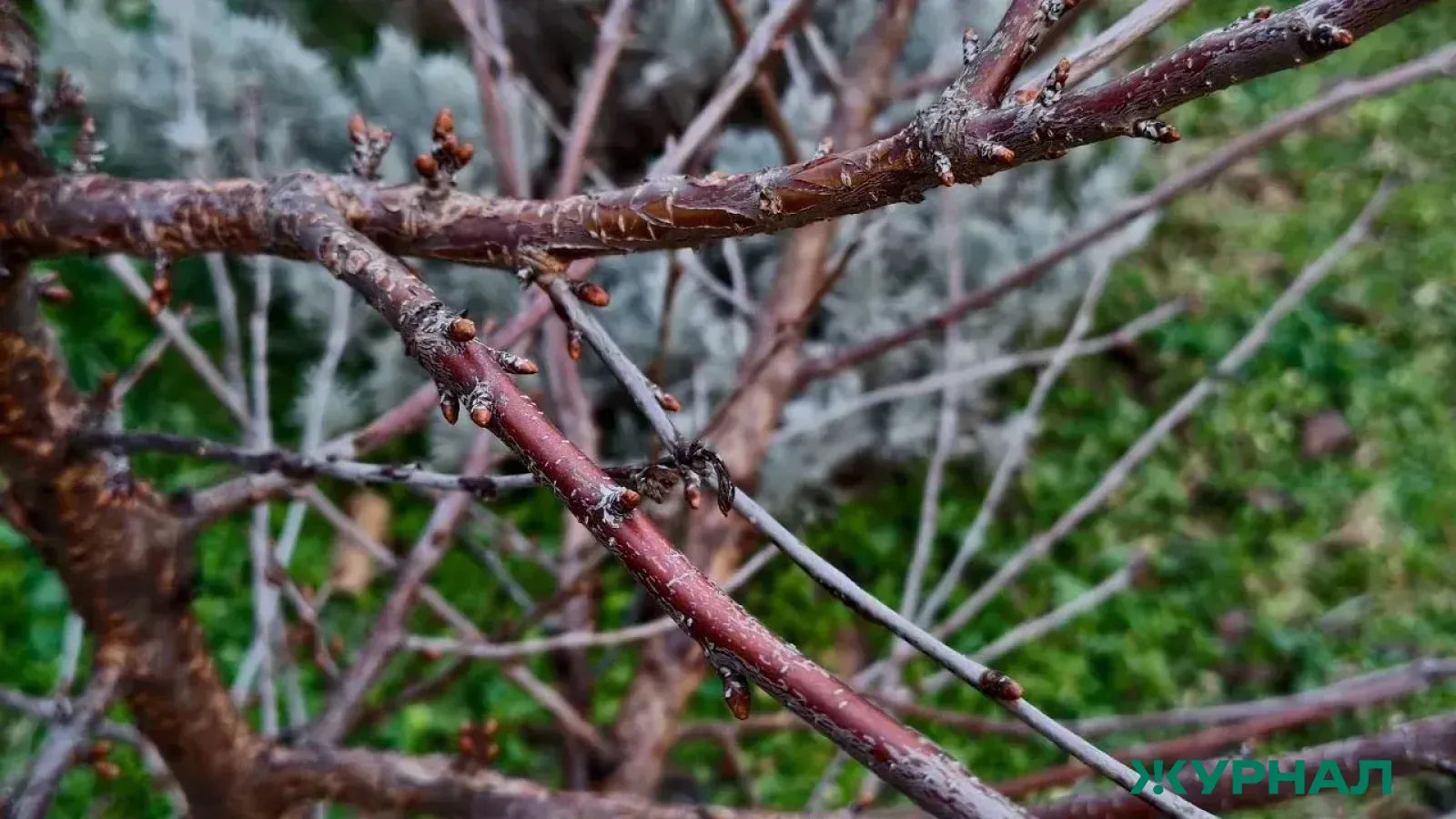 В Мензелинском районе Татарстана началось цветение вербы