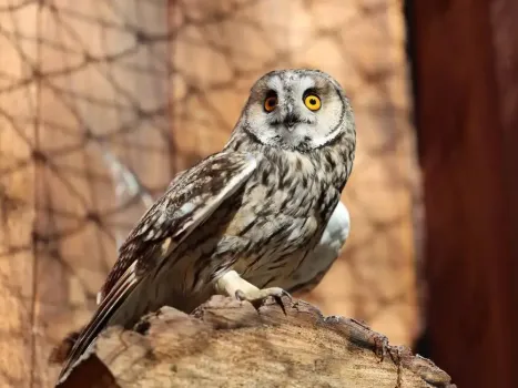 Четыре новые совы обосновались в Казанском зооботсаде