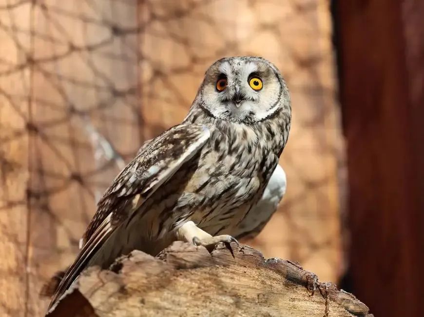 Четыре новые совы обосновались в Казанском зооботсаде