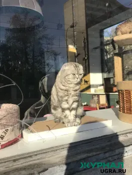 В Набережных Челнах пенсионеры пробили стену, чтобы спасти застрявшего кота