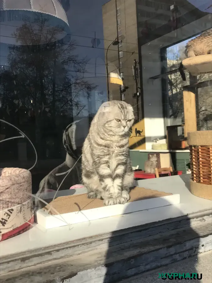 В Набережных Челнах пенсионеры пробили стену, чтобы спасти застрявшего кота