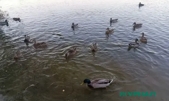 В Казани утки облюбовали огромную лужу во дворе жилого дома