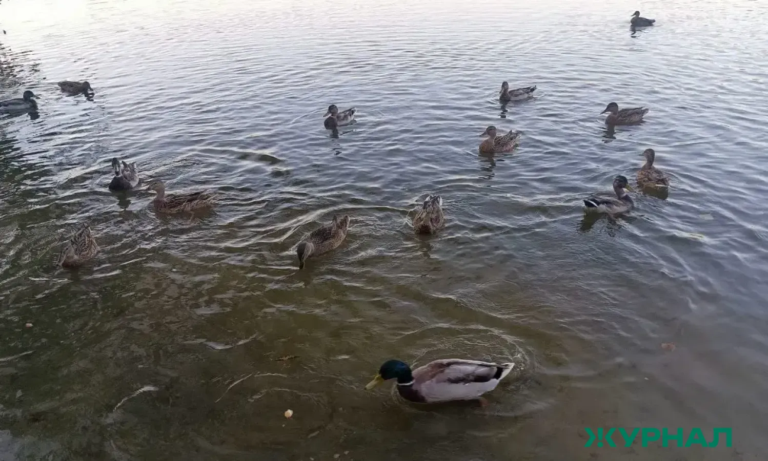 В Казани утки облюбовали огромную лужу во дворе жилого дома