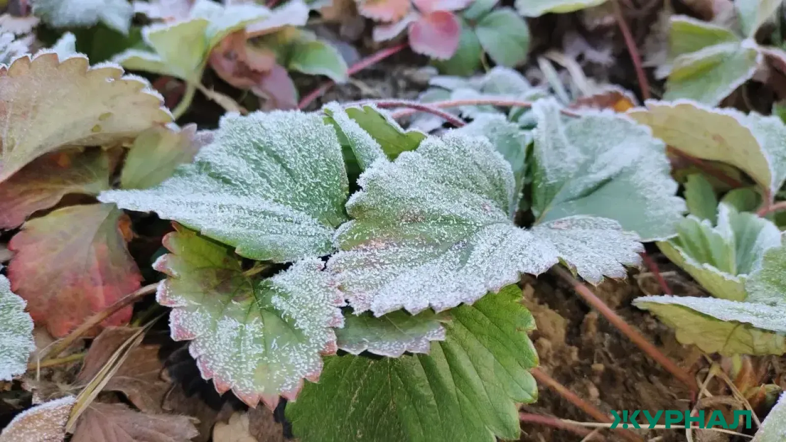 Потепление и ночные заморозки ожидаются в Татарстане 1 апреля