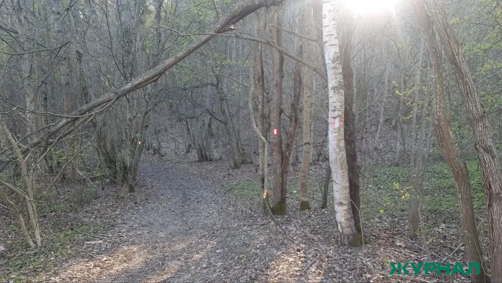 Пропавшую зимой 30-летнюю жительницу Казани нашли мертвой в лесу