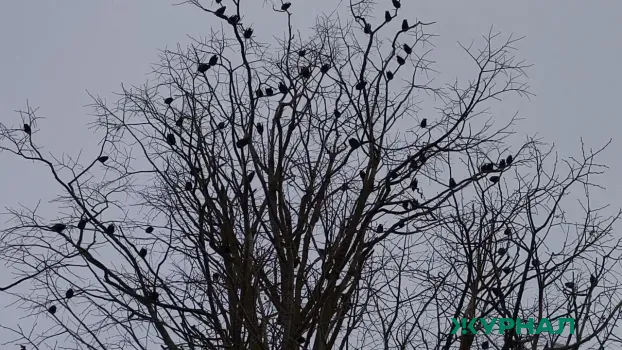 Качество воздуха в Нижнекамском районе соответствует норме