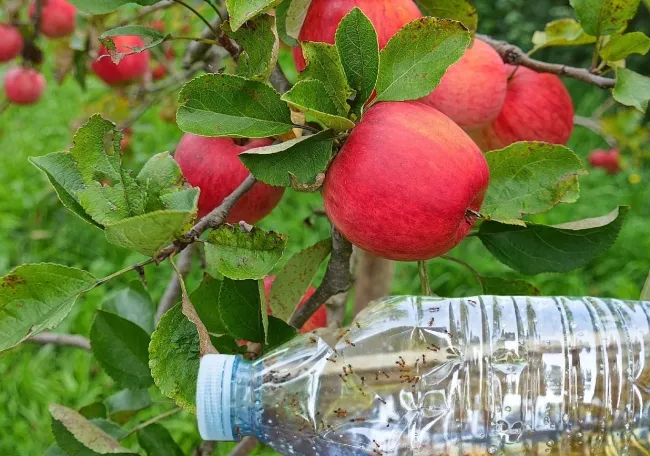 Эффективная приманка для муравьев: 2 ингредиента и простая бутылка