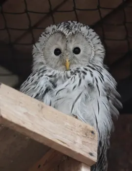 Неясыти в Казанском зоопарке получили имена от подписчиков